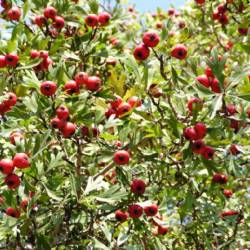 Crataegus aronia (L) BOSC. E DC. var. dentata BROWICZ